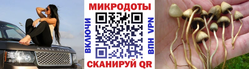 Псилоцибиновые грибы GOLDEN TEACHER Белоярский